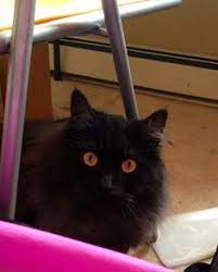The black coat in persian cats is believed to be formed due to the mutation of the tabby coat gene. 55 Persians Maine Coons Ideas Crazy Cats Beautiful Cats Cats