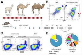 Due to its massiveness, unpredictability and wide gait, the camel is one of the most popular and popular animals. Research Demonstrates Multivalent Nanobodies Overcome Sars Cov 2 Variant Mutations