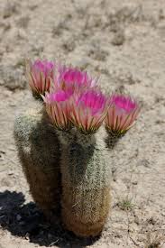 Echinocereus Dasyacanthus Usa Texas Pecos Co More Pictures At Http Www Echinocereus De Kaktus Blume Kakteen Und Sukkulenten Kakteen Garten