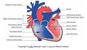 Heart Murmurs Cats Exclusive