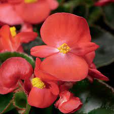 Begonia Eureka Green Leaf Scarlet Healthy Garden Master Gardener Bedding Plants