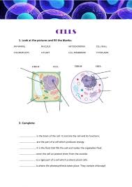 Cell wall and cell membrane lysosome and vacuole vacuole and centriole lysosome and chloroplast. Animal Cell Vs Plant Cell Worksheet