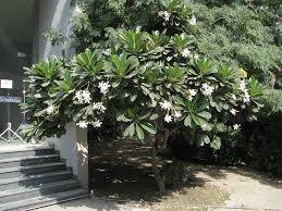 Prosopis cineraria (prosopis cineraria), locally known as jand. Trees Of Pakistan Pakistan Dawn Com