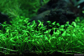 Image result for Marsilea apposita