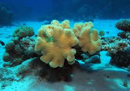 Image result for Sarcophrynium