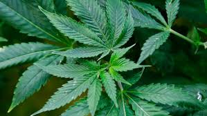 Jun 12, 2019 · how to get your medical marijuana card: Ohio Adds 3 New Qualifying Medical Marijuana Conditions