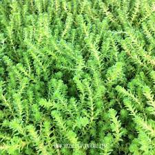 From flowering plants to succulents, our unique collection is perfect for any occasion. Top 19 Best Succulent Ground Covers Succulent Plant Care