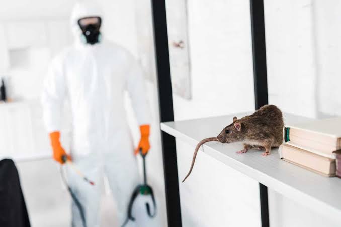 Rodent Control Services