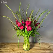 Image result for Gladiolus melleri
