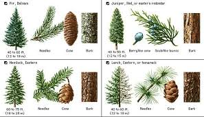 plants 4 pine tree identification key pine tree