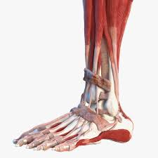 Anatomy pictures shows muscles and bones. Male Leg Muscles Bones Human 3d Model Turbosquid 1466713