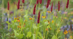 Flowers that bloom in july canada. Keep On Blooming Late Summer Flowers That Keep The Garden Going