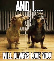 38 Best Dachshund Memes Of All Time The Paws