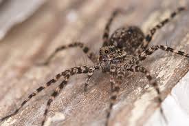 It is not inclined to bite, but may do so if handled roughly. Common Spiders In Pennsylvania Spider Identification Prevention