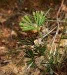 Image result for Actiniopteris pauciloba