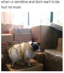 Now scroll down for the memes or have a look at these cat memes, and head on over to ebaum's world for more! 100 Pet Memes That Will Make You Lol Over And Over Again