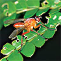 Image result for Terminalia sericea ×  trichopoda