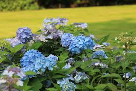 Image result for Hydrangeaceae