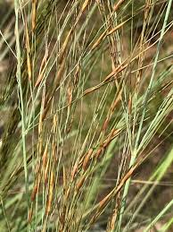 Image result for Loudetia kagerensis