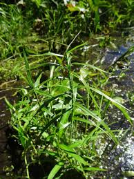 Image result for Loudetia arundinacea