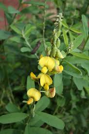 Image result for Crotalaria anthyllopsis
