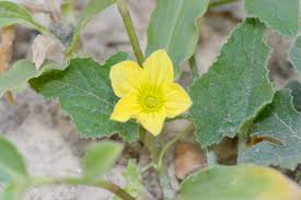 Image result for Cucumis prophetarum