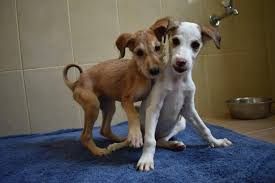 Places near gastonia, nc with pet stores that sell puppies. Puppy Nursery Abu Dhabi Animal Shelter