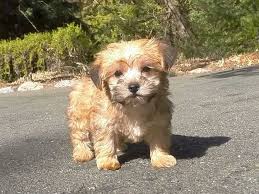 Black And Tan Yorkie Poo Puppies For Sale Morkie Morkie Puppies Puppies Poodle Puppy