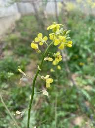 Image result for Sisymbrium burchellii