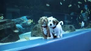 Check out our adoptable dogs and schedule an appointment to find your next loyal family member! Puppies At Georgia Aquarium Closed During Coronavirus Roam Free Play