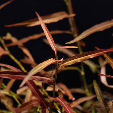 Image result for Persicaria strigosa