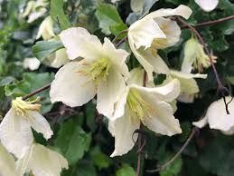 ~ fiori d'inverno compie 10 anni ~ ⭐ un gruppo di persone che condivide un obiettivo comune può raggiungere l'impossibile. Clematis Cirrhosa Fiore Greco D Inverno Natura In Mente Calliopea