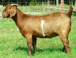 Ladang ternakan khinzir di kawasan orang islam. Haiwan Ternakan Kerajaan Allah Di Langit Dan Di Bumi