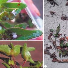 Image result for Conostomium zoutpansbergense