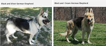 These pups will mature into beautiful silver colors that will look more and more like a wolf in. German Shepherd Coat And Color Varieties Pethelpful