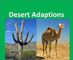 Youtube Animal Adaptations Desert Animals Adaptations Desert Animals