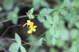 Image result for Argyrolobium tomentosum