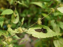 Image result for Triumfetta annua