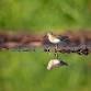 Field Trip: Kennebunk Plains Birdwatching
