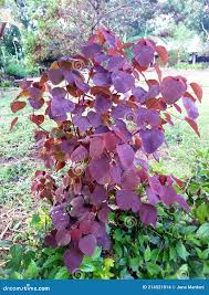 Image result for Euphorbia cotinifolia