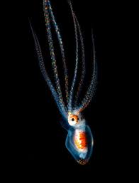 After seeing the beauty and mystique the aquatic world had to offer he decided this was indeed the place for him. Joshua Lambus Hawaiian Blackwater Art U Lens
