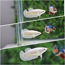 The Betta Art In 2020 Betta Tank Mates Betta Fish Betta Tank