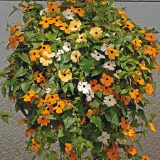 Image result for Thunbergia alata