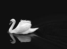 Black And White Swan Artemis Dreaming Black Swan Swan School For Good And Evil