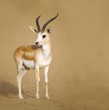 غزال الريم animal photography animals deer