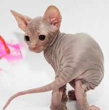 Sphynx is a human attention lover. Sphynx Cat Cerca Con Google Baby Hairless Cat Spinx Cat Hairless Cat Sphynx