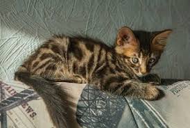It's free to post an ad. Can Bengal Cats Have White Paws A Unique Characteristic Faqcats Com