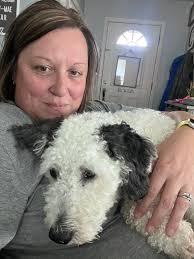 F2 St. Berdoodle puppies Annawan Illinois