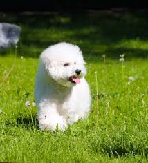Check spelling or type a new query. All About The Bichon Frise Top Lap Dogs