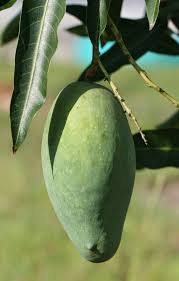 Choose an area that's large enough to allow the tree to grow to at least 12 feet by 12 feet and still get a large amount of sunlight. 11 Tropical Fruit Growing In Florida Ideas Tropical Fruit Fruit Honey Banana